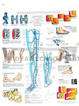 Varicose Veins - Anatomical Chart